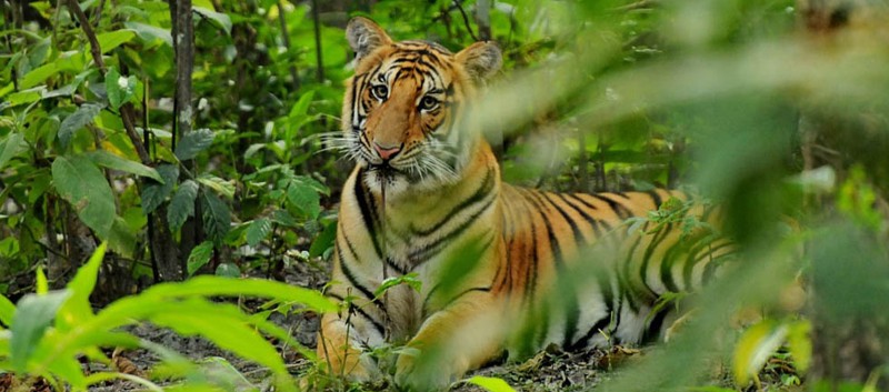 Temples and Tigers