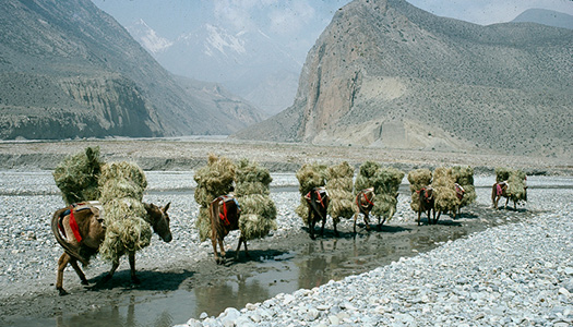Annapurna Sanctuary Trek