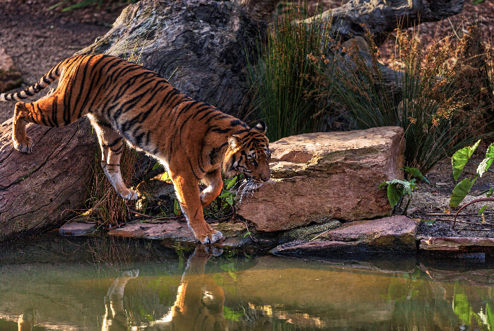 Discover Nepal’s Wild Heartbeat….!